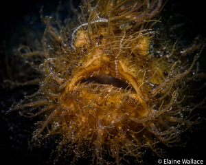 Lembeh hairy frog fish or one of my childhood nightmares! by Elaine Wallace 